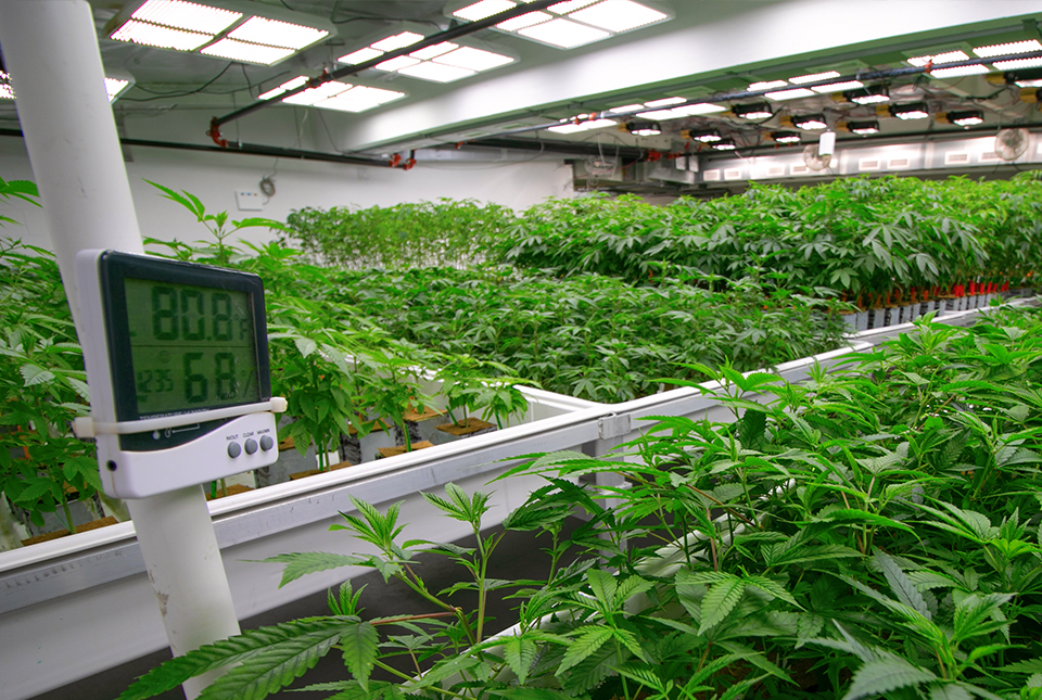 cannabis clean room